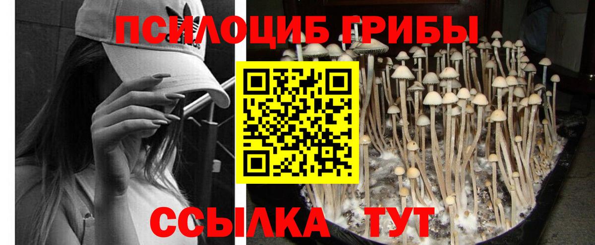 Кузнецк  Галлюциногенные грибы прущие грибы  Вход с VPN 